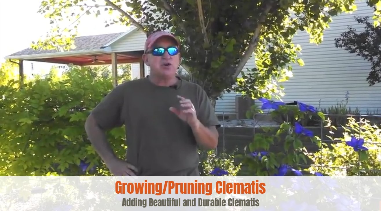Growing, Pruning and Enjoying Clematis