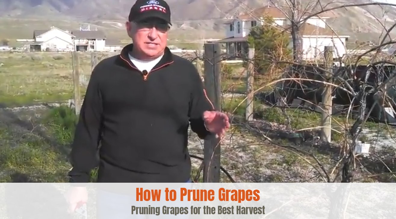 How to Prune Grapes for the Best Harvest