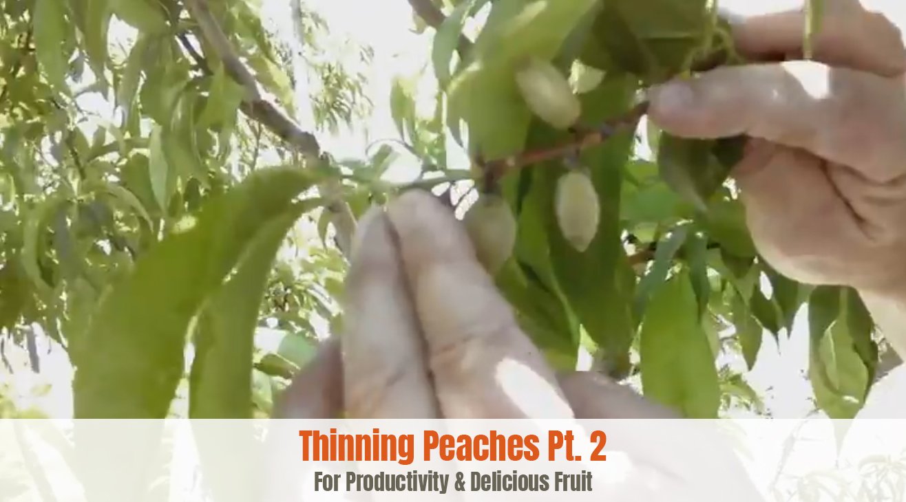 Thinning Peaches Part 2